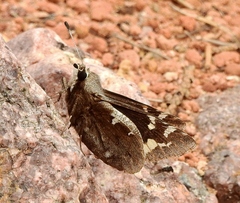 Megathymus yuccae