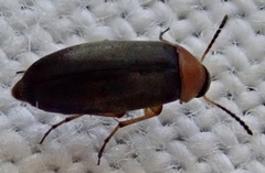 Anaspis regimbarti