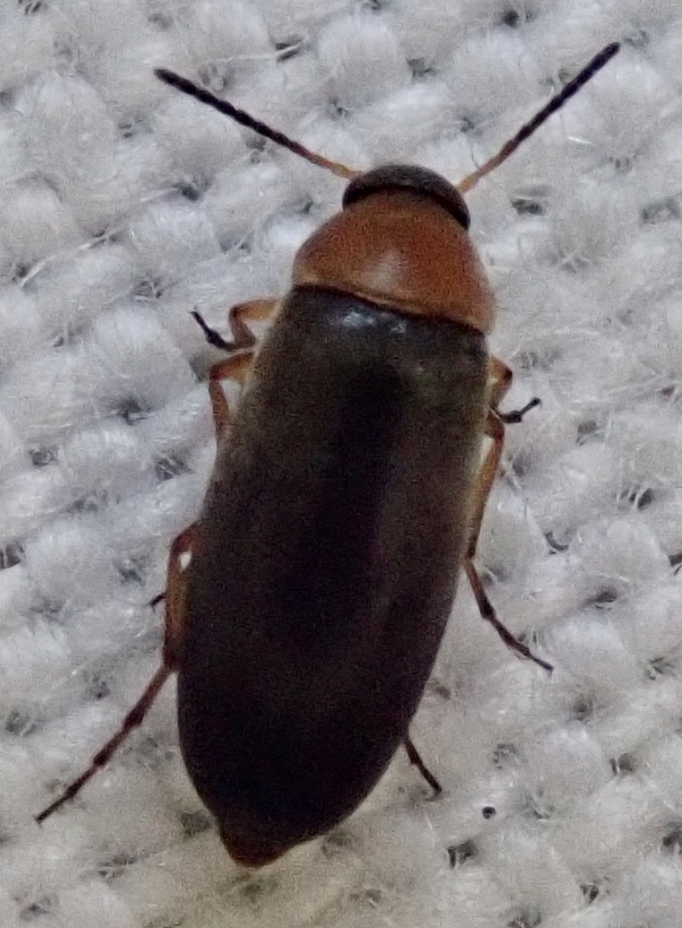 Anaspis regimbarti
