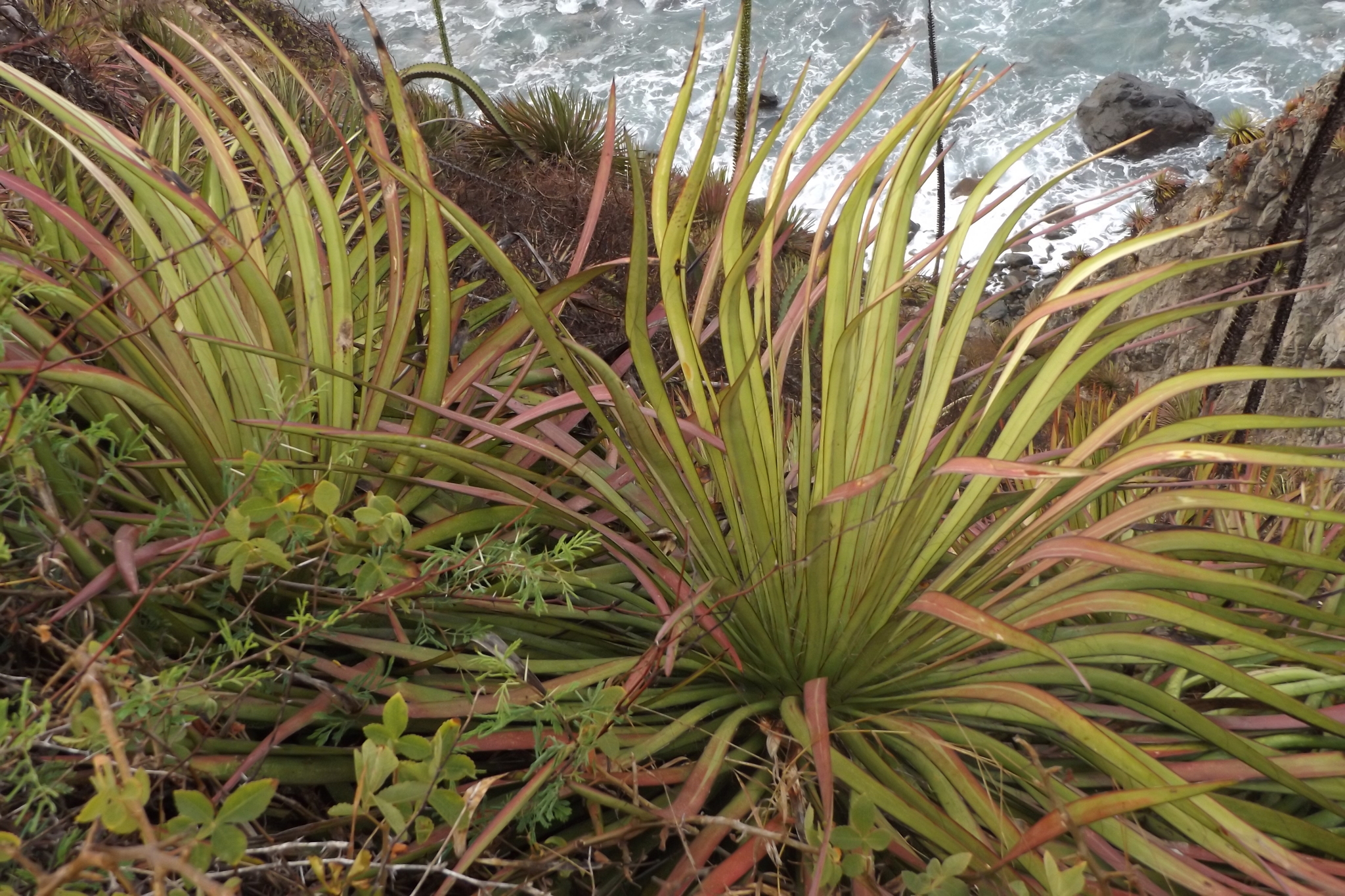 Agave complicata Trel. ex Ochot. 2