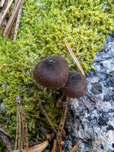 iNaturalist observation photo of Cortinarius