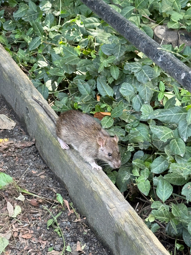 Rat photographed near here on 2026-09-05