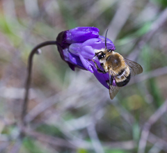 Habropoda tristissima