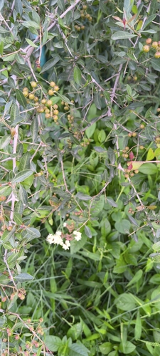 Lawsonia inermis observed 2026-09-06