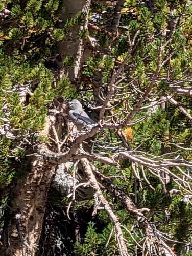 iNaturalist observation photo of Clark's Nutcracker