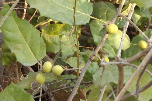 Hyperbaena ilicifolia (Hyperbaena ilicifolia)