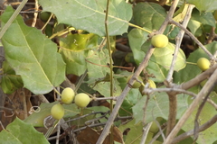 Hyperbaena ilicifolia