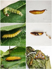 Glyphodes bivitralis