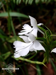 Habenaria dentata