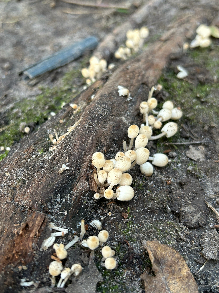 Trooping Crumble Cap · September 2026 · photo: Photo: (c) nuthatchnicole, some rights reserved (CC BY) · iNaturalist