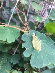Leptophobia