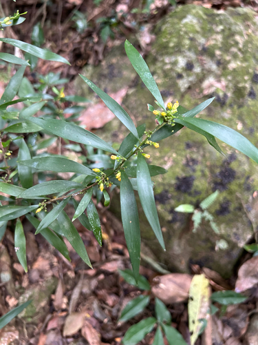 Oxalis fruticosa, photograph 4