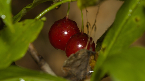 Vaccinium erythrocarpum