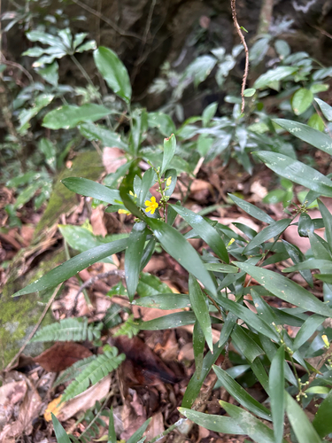 Oxalis fruticosa, photograph 5
