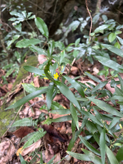 Oxalis fruticosa, photograph Gabriel Silva Guimarães, CC BY, iNaturalist via GBIF