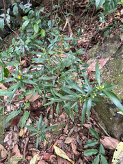 Oxalis fruticosa, photograph Gabriel Silva Guimarães, CC BY, iNaturalist via GBIF