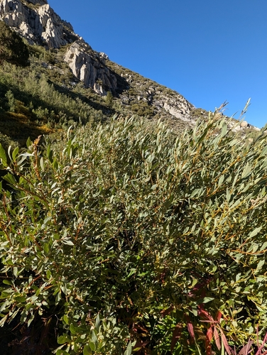 iNaturalist observation photo of Lemmon's willow