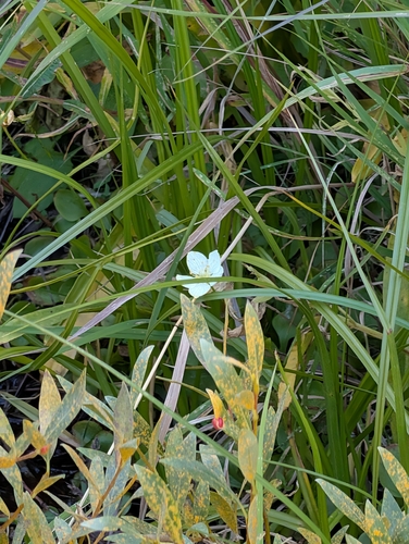 iNaturalist observation photo of toadlily