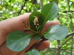Crataegus reverchonii