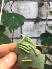 Leptophobia
