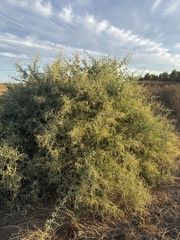 Atriplex lentiformis, photograph (c) Dena, some rights reserved (CC BY)
