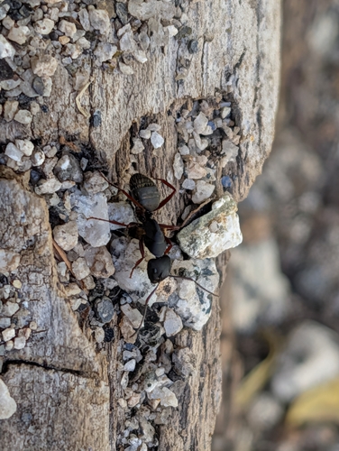 iNaturalist observation photo of Carpenter Ants, Typical Sugar Ants and Allies