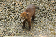 Nasua olivacea
