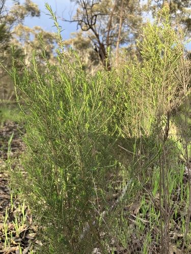 Cassinia sifton, photograph 1