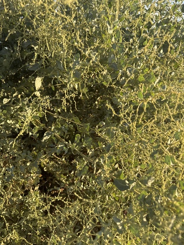 Atriplex lentiformis, photograph 4