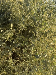 Atriplex lentiformis, photograph (c) Dena, some rights reserved (CC BY)