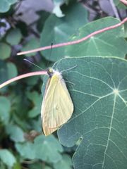 Leptophobia