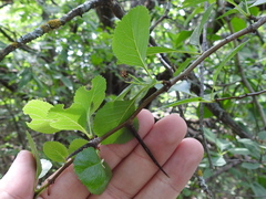 Crataegus reverchonii