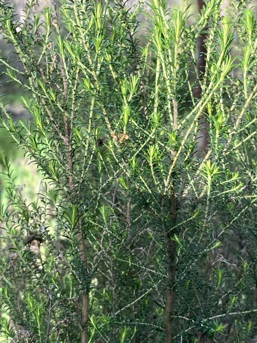 Cassinia sifton, photograph 2