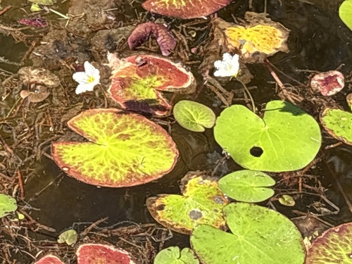 Water Snowflake
