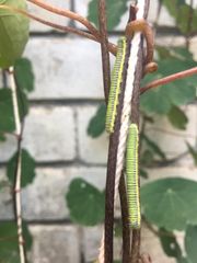 Leptophobia