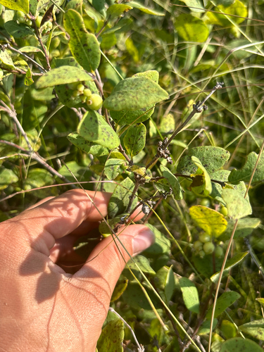 Western Snowberry