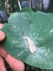 Leptophobia