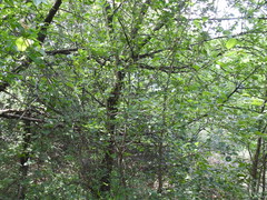 Crataegus reverchonii