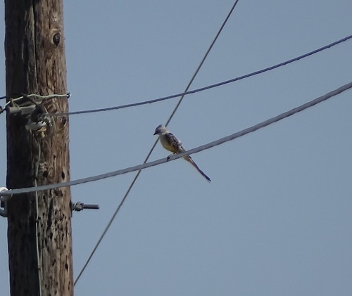 Scissor-tailed Flycatcher