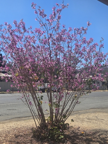 Orchid tree