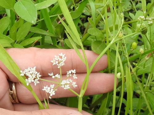 Image of Limnosciadium pinnatum by (c) Sam Kieschnick, some rights reserved (CC BY)