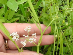 Limnosciadium pinnatum