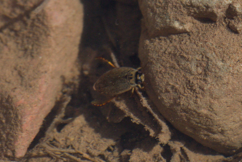Rhantus gutticollis