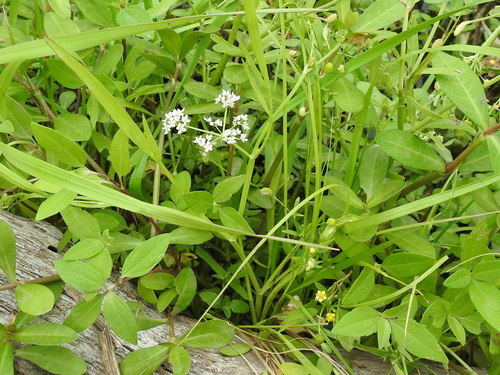 Image of Limnosciadium pinnatum by (c) Sam Kieschnick, some rights reserved (CC BY)