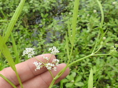 Limnosciadium pinnatum