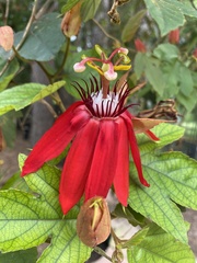 Passiflora coccinea