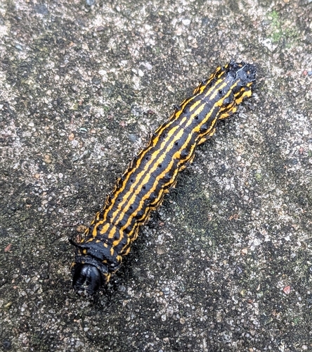Orange-tipped Oakworm Moth