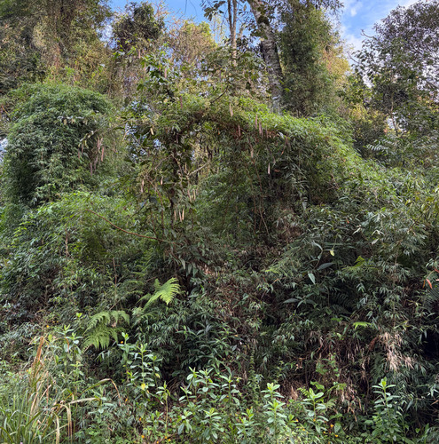 Bauhinia forficata, photograph 1