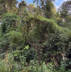 Bauhinia forficata, photograph (c) avocat, some rights reserved (CC BY)