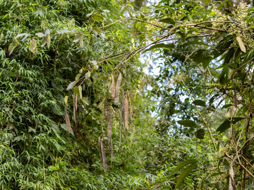 Bauhinia forficata